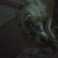 توله سگ نهگبان