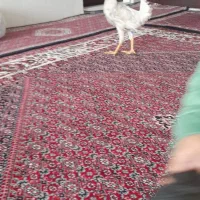 خروس و مرغ