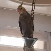 عروس هلندی گمشده