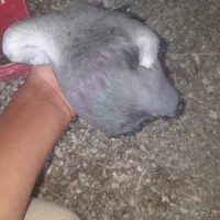 کبوتر