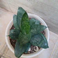 گل وگیاه سرحال