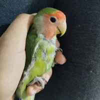 کوتوله برزیلی گمشده با مژدگانی