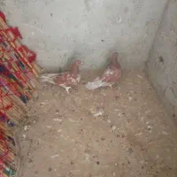 کبوتر