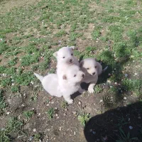 سگ اشپیتز واگذاری