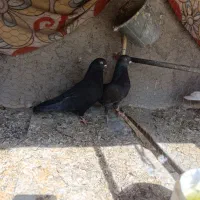 کفتر