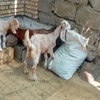 بره ماده داشتی