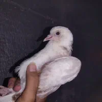 فروش کفتر کلاهی و معلقی