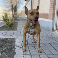 سگ پیتبول /نر/1.5ساله