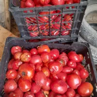 گوجه برای رب