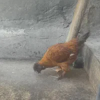 مرغ اردک