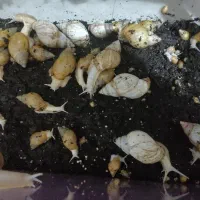 حلزون اچاتینا جوجه حلزون،مولد برای پوست