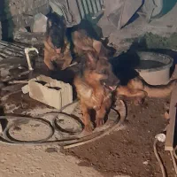 اهوازکوت عبدالله