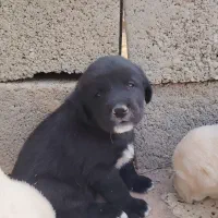 سگ .