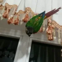 طوطی گرینچ|پرنده|مهاباد (آذربایجان غربی), |دیوار