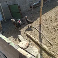 بوقلمون