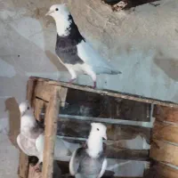 کبوتر|پرنده|پاوه, |دیوار