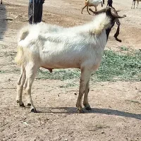 بز نر|حیوانات مزرعه|خرمشهر, |دیوار