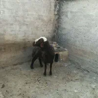 قوچ شیره داره کار بلد