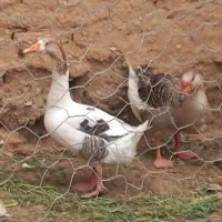 غاز