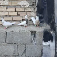 طوقی|پرنده|دهدشت, |دیوار