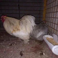 جفت مرغ خروس کوشین