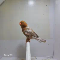 فنچ فول اورنج