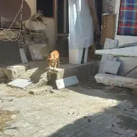 فروش سگ