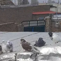 کبوتر|پرنده|مرند, |دیوار