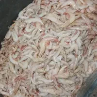 میگو سرتیز جنگل