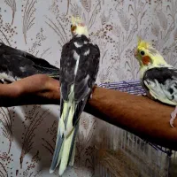 جوجه طوطی عروس