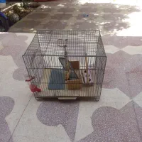 قفس