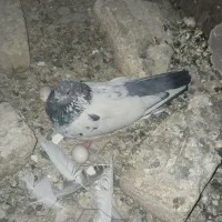 کبوتر کله دم سبز