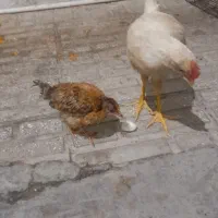 جوجه وخروس