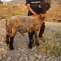 کوه تخمی روزگاری