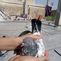 کبوتر|پرنده|دلوار, |دیوار