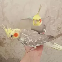 دو عدد عروس هلندی ماده و نر سخنگو|پرنده|املش, |دیوار
