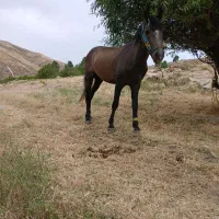 اسب|اسب و تجهیزات اسب‌سواری|اهر, |دیوار