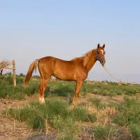اسب ترکمن یال طلایی ۱۴ماهه نریان