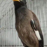 جوجه مینا نر کاملاً دستی
