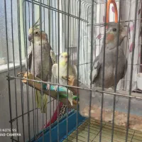 یک جفت عروس هلندی و یدونه مرغ عشق