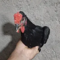 خروس گلین جوان