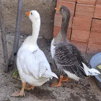 یه جفت غاز