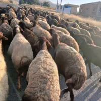 گوسفند داشتی جوان