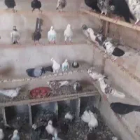 کفتر پرشی کاشان