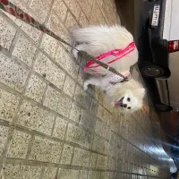 سگ.