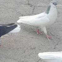 پرنده