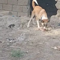 شادگان