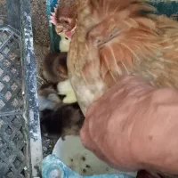 مغ کرک همراه جوجه هاش