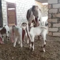 بز 3قلوزا اصل