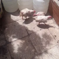 جوجه|حیوانات مزرعه|قم, باغ کرباسی|دیوار